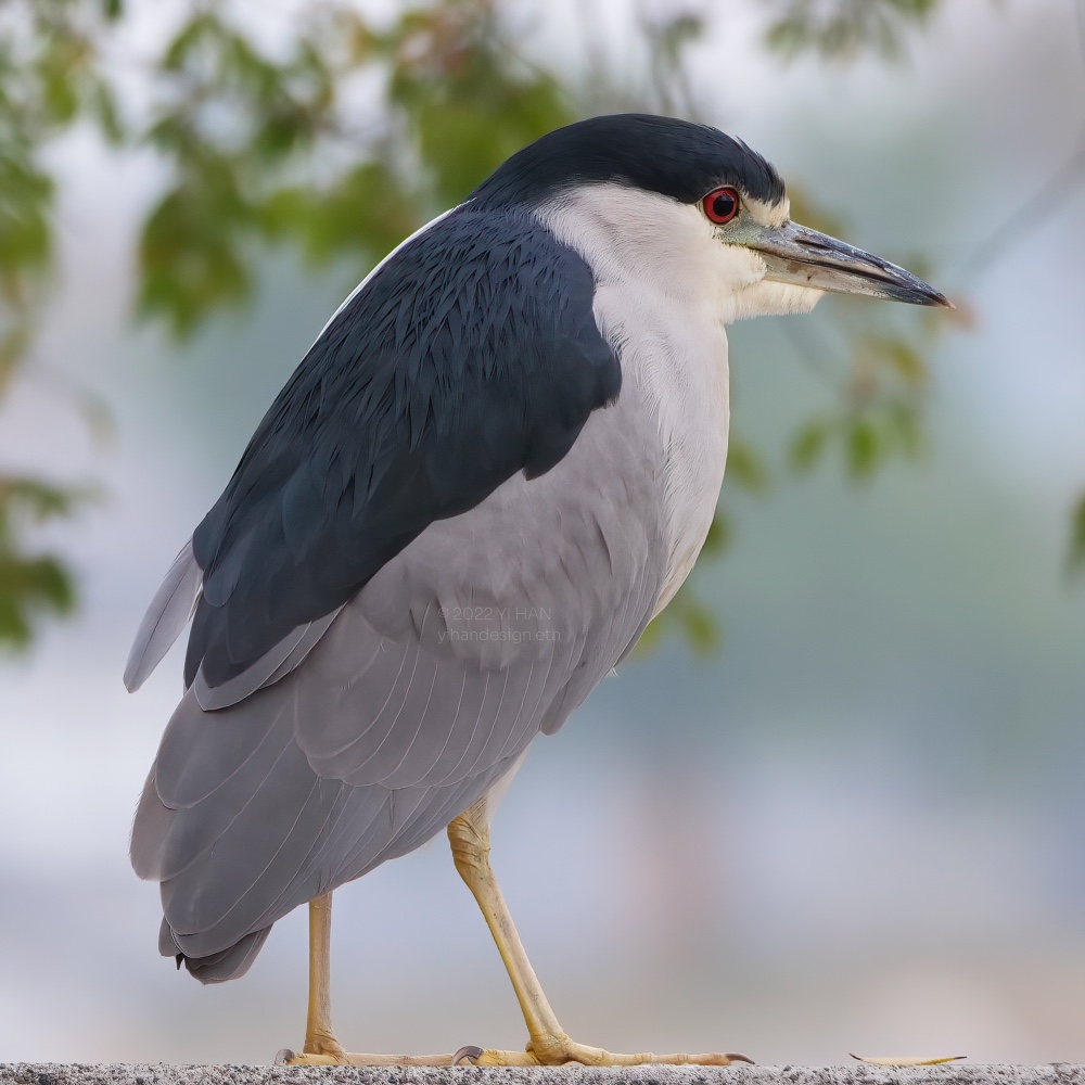 black crowned night heron